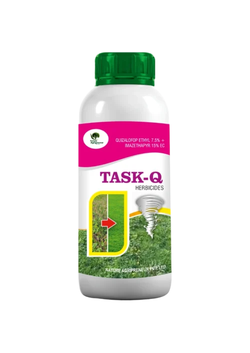 TASK-Q