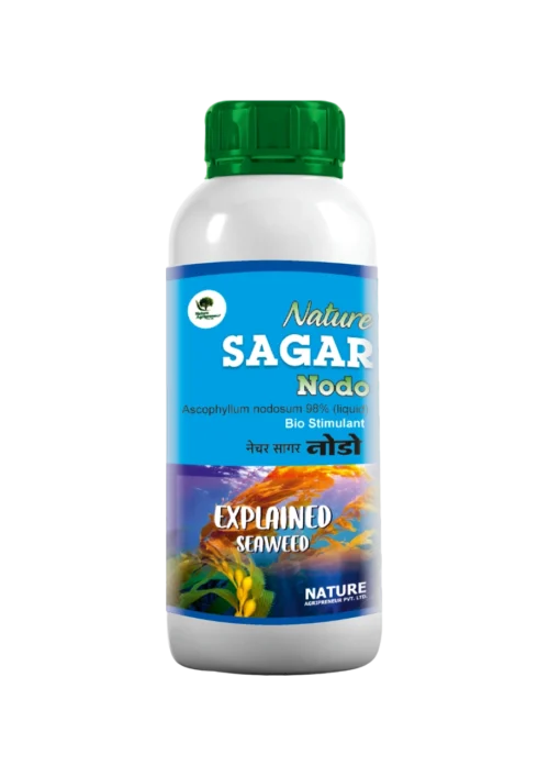 Nature SAGAR Nodo