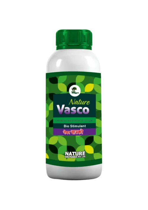 Nature Vasco Adhatoda