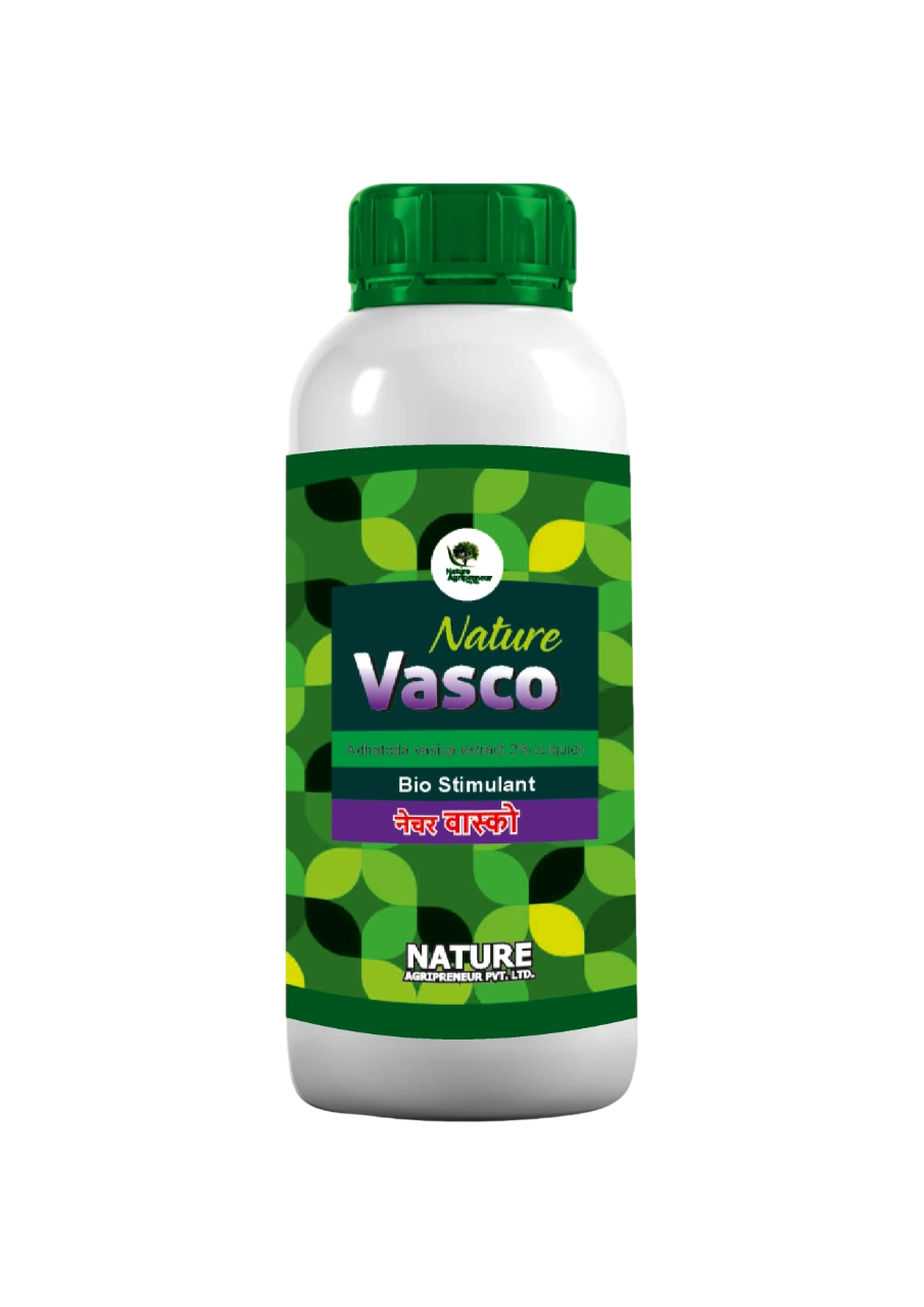 Nature Vasco Adhatoda